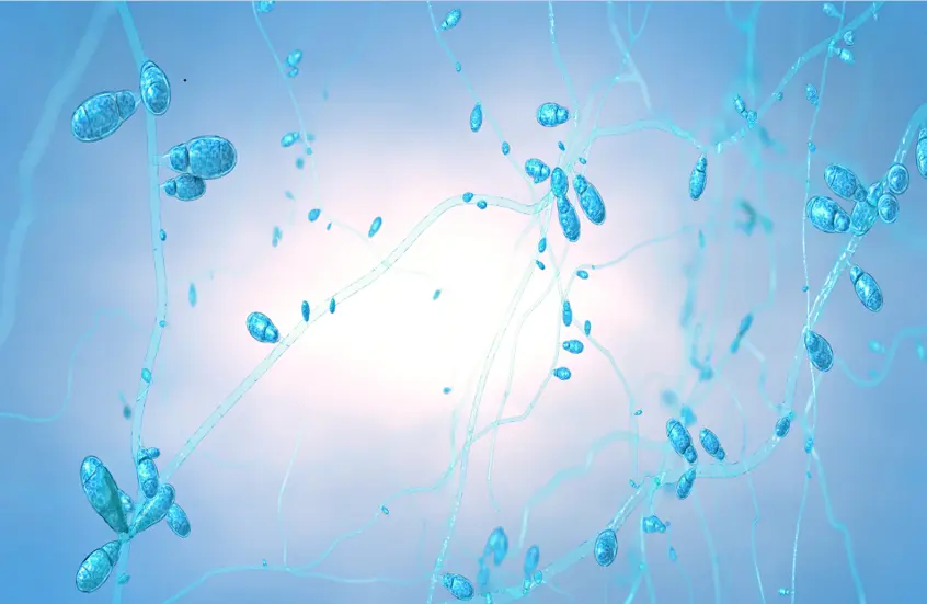 تقدم طبي: أول تصنيع صناعي لمركب فطري واعد في مكافحة السرطان